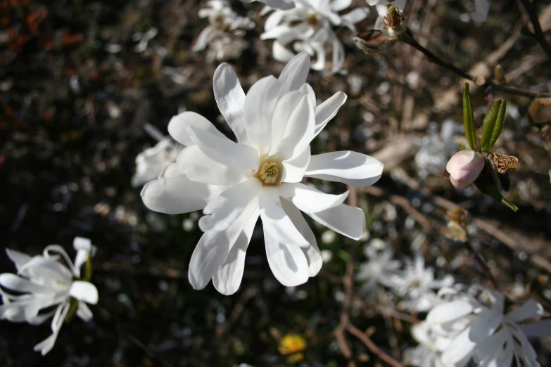 several white flowers are blooming in the wild