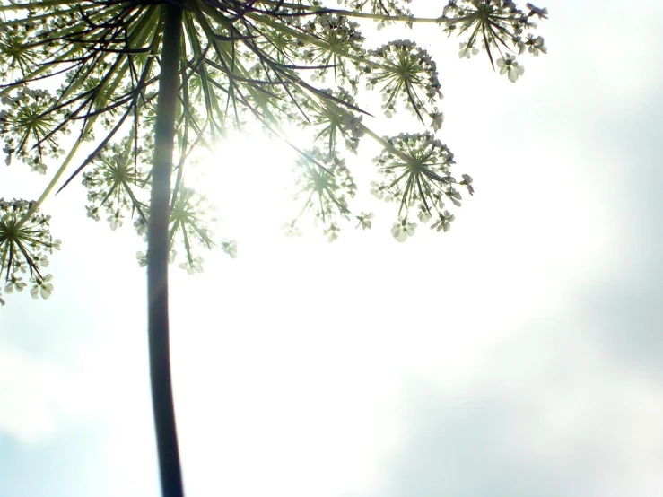 this is an image of sunlight through trees