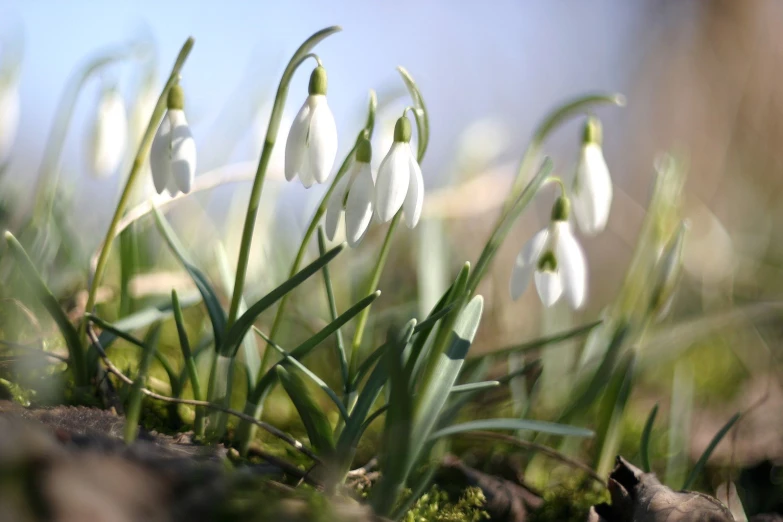 white flowers grow out of the ground near some grass