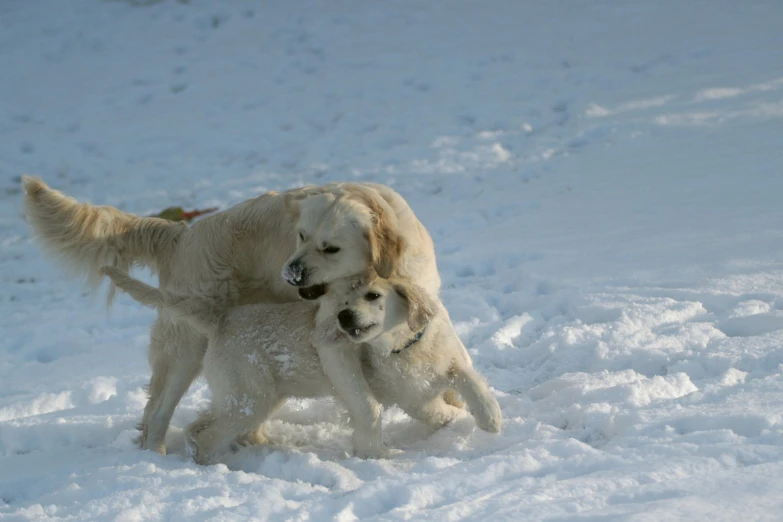 two dogs are playing in the snow together