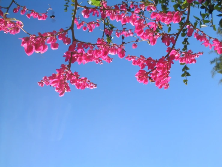 there is a tree with bright pink flowers