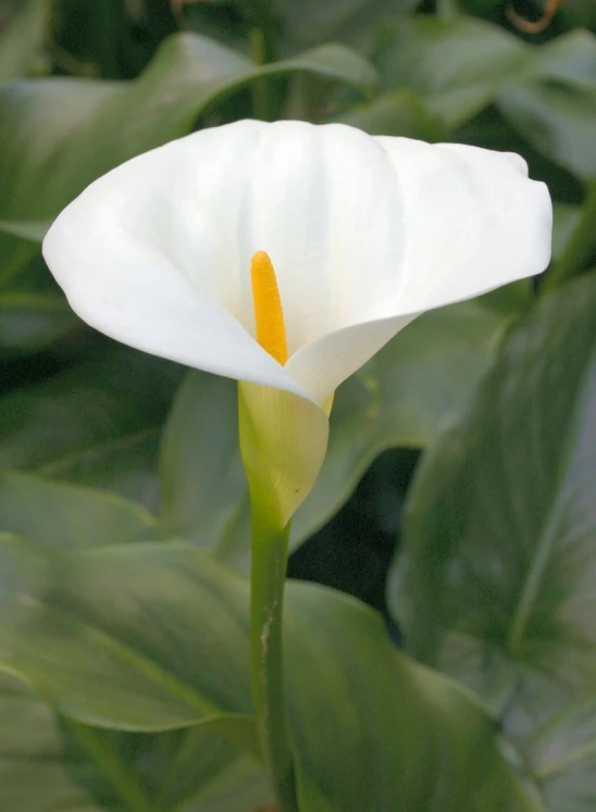 an abstract image of a white flower with yellow stamen