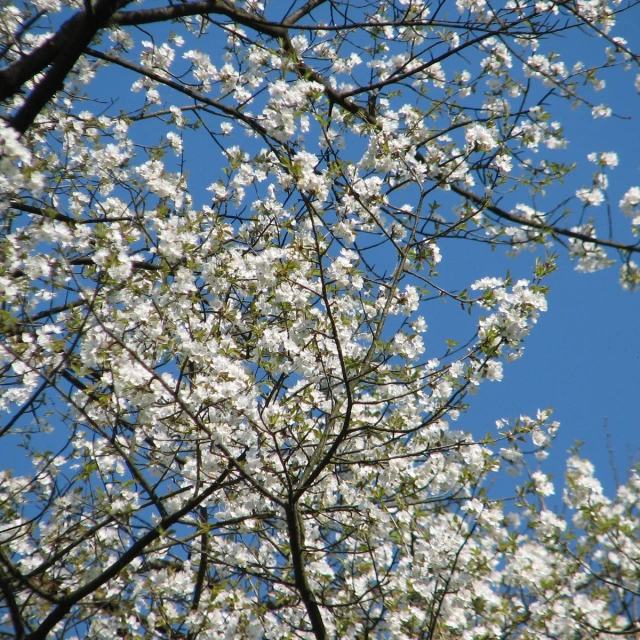 there are white flowers on the tree that has leaves