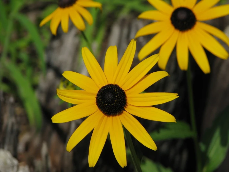 some very pretty yellow flowers growing in a field