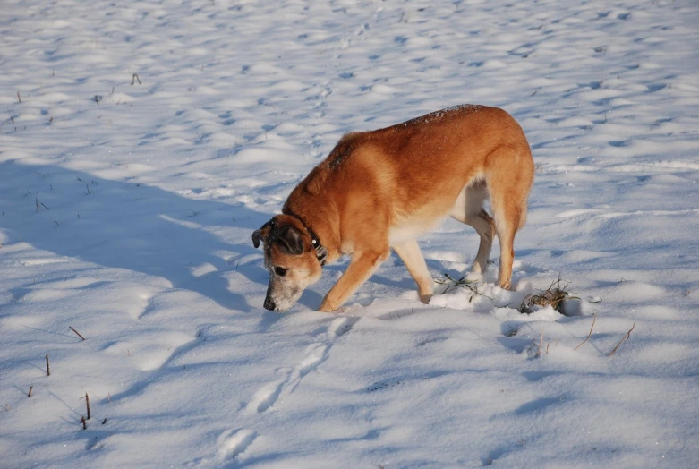 a large dog in the snow walking with its head down