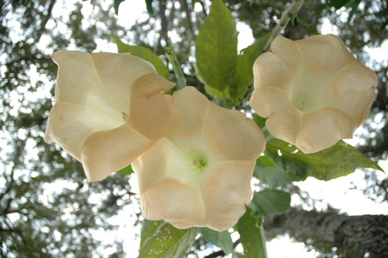 two large flowers hanging from the middle of a tree