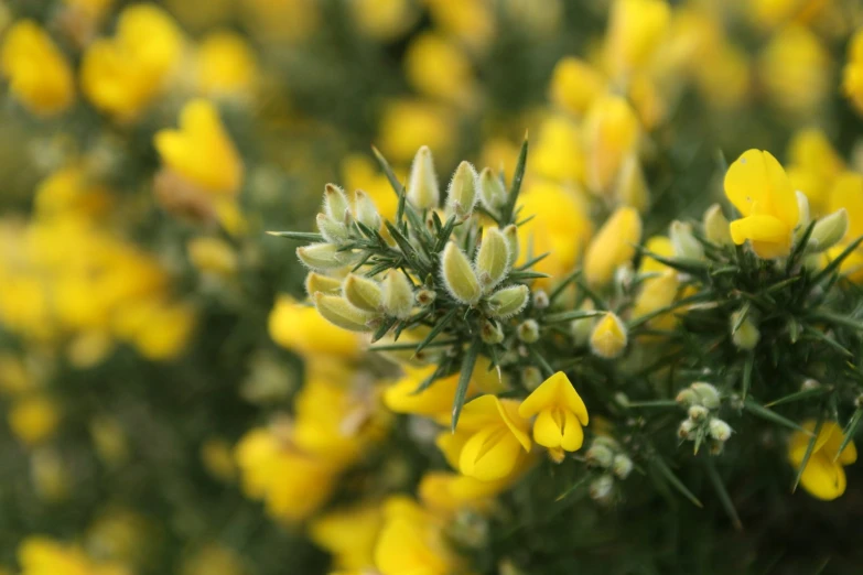 many small yellow flowers growing on a tree