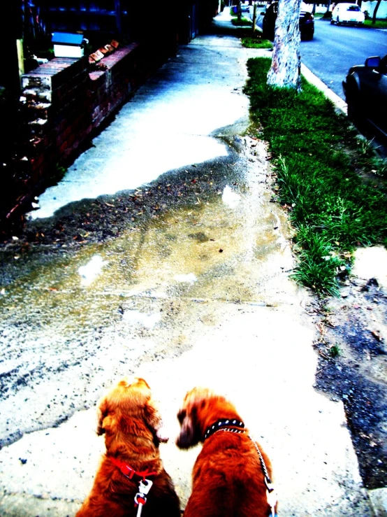 two brown dogs sitting next to each other on a road