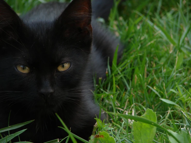 a cat is laying in the green grass