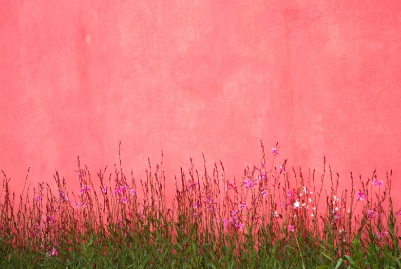 tall weeds growing by a pink wall against the background