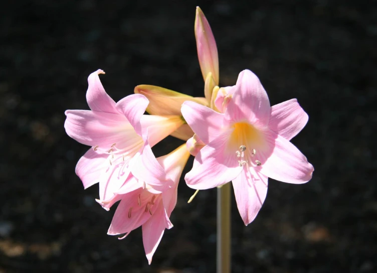 a tall pink flower in a garden setting