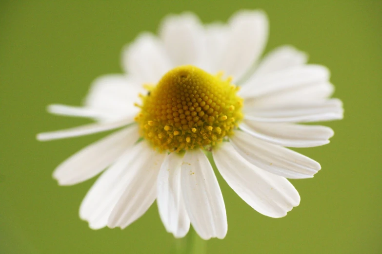 a close up image of a white flower with a yellow center