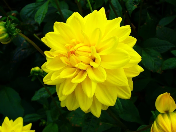 a close up of a yellow flower in the background