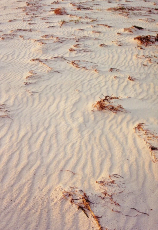 the beach is covered with very thick sand