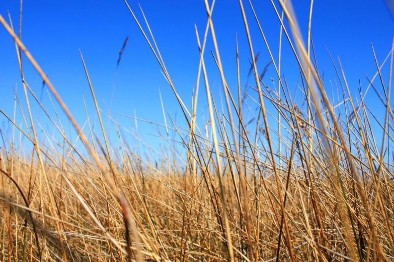 the tall grass is brown and yellow against the blue sky