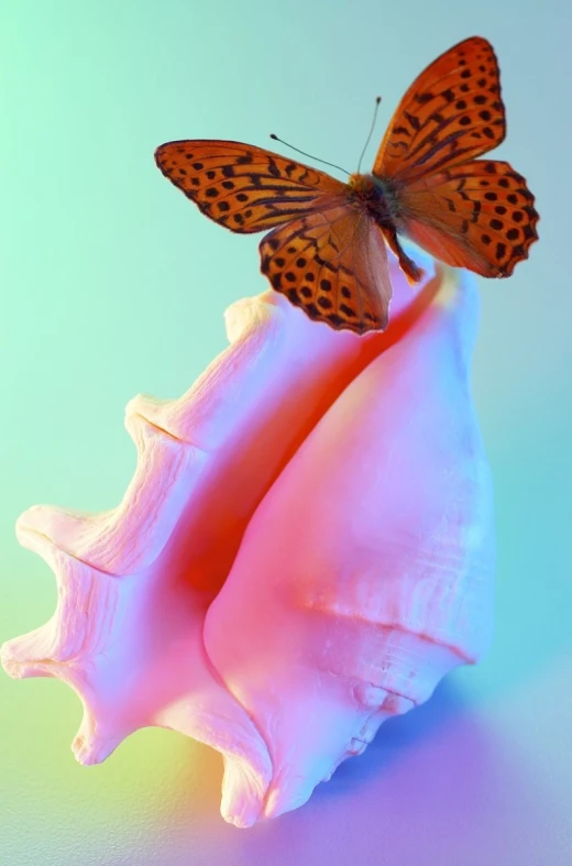 two small erflies are perched on top of an ocean sponge