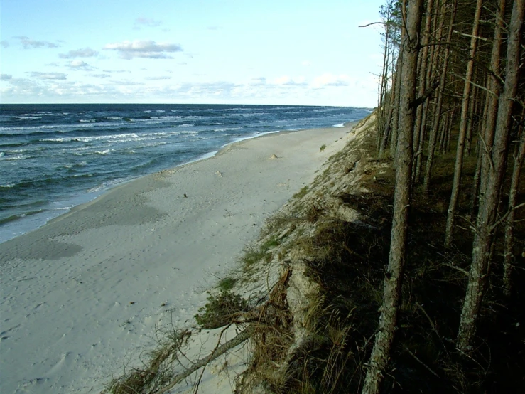 beach area with a sandy shoreline and large trees on the right