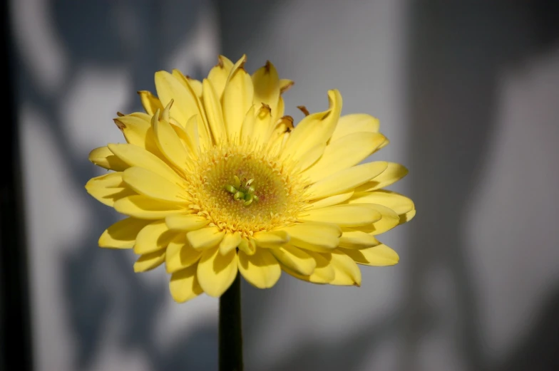 a large flower with long stems on a stick