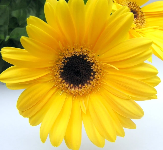 three large yellow flowers with green leaves in the background