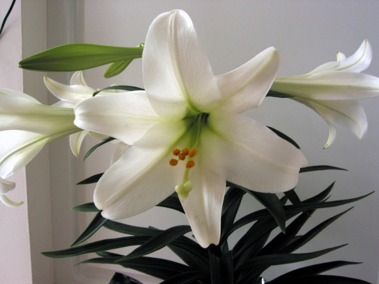 two white lilies and a green plant in a vase