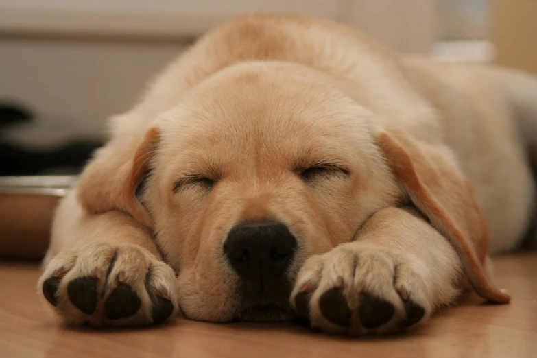 a close up of a dog laying on the ground