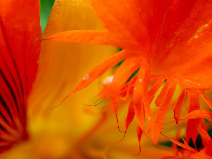 some bright flowers with water drops on them