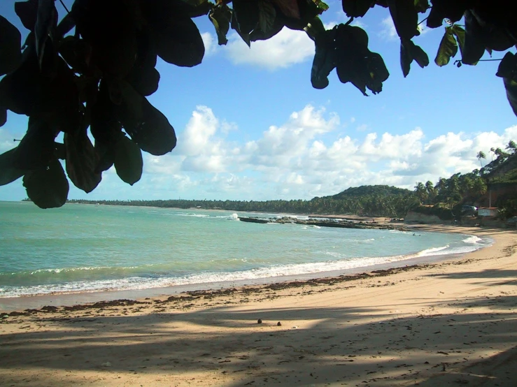 the beach is next to the water and a lot of trees