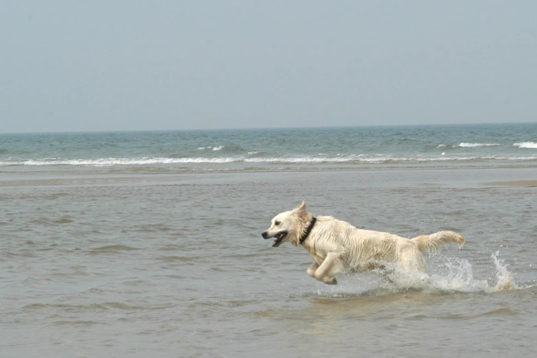 a white dog running on the beach towards the ocean