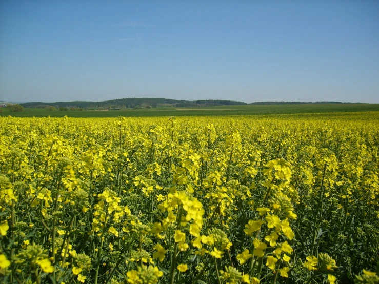 a large field filled with lots of yellow flowers