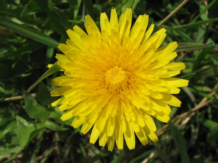 a dandelion in the grass that has very little yellow flowers on it