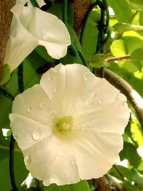 the two white flowers have drops of water on them