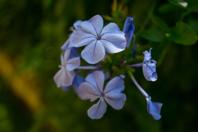 blue flowers with green leaves on a sunny day