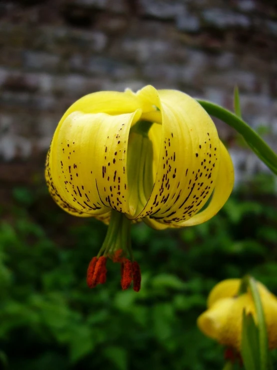 the beautiful yellow flower has red anterope in it