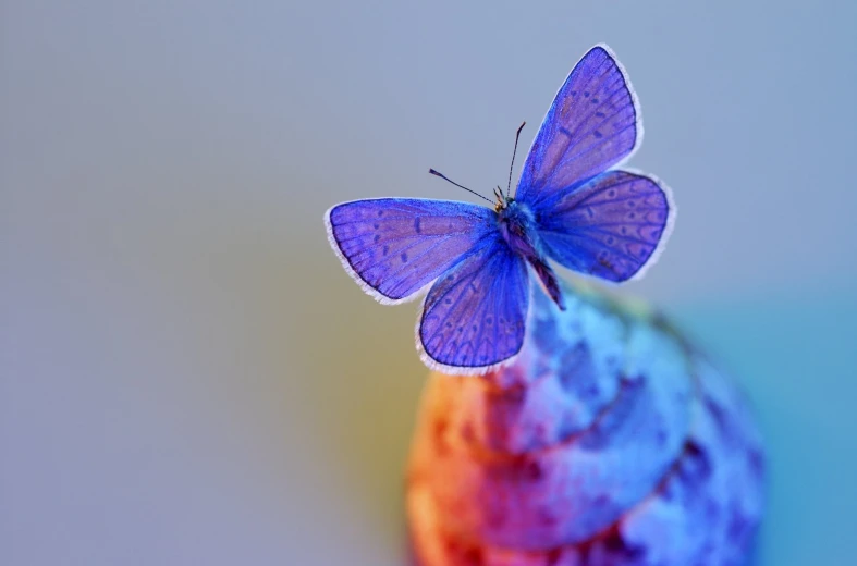 a multi colored erfly sits on top of a blue flower