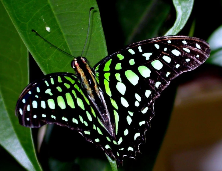 two beautiful erflies are resting on a green leaf