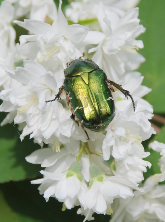 a green bug on top of white flowers