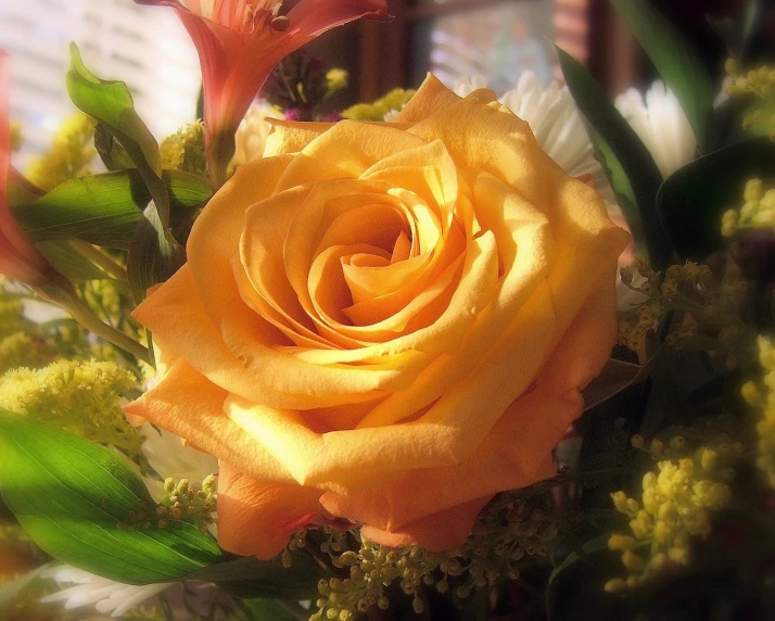 an open yellow rose with green foliage and some building behind