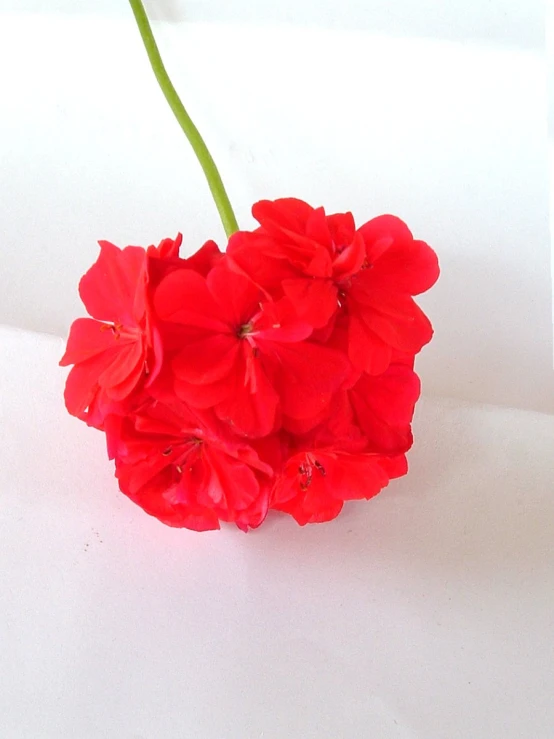 a vase filled with red flowers on a white surface