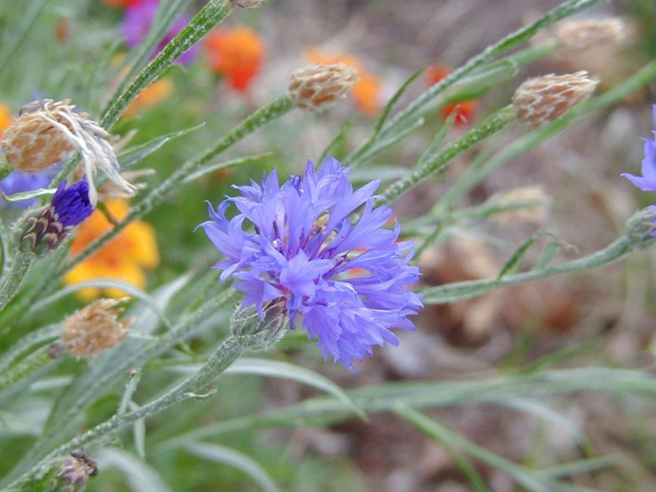 a plant with some very pretty purple flowers