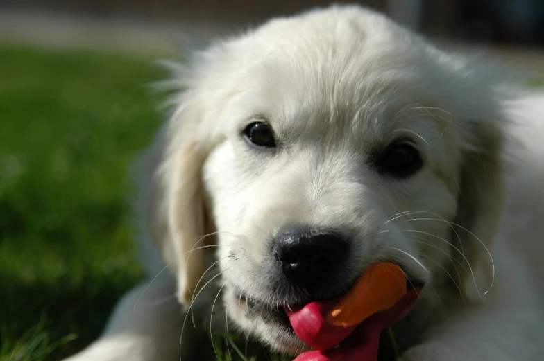 a puppy has a toy in his mouth while sitting in the grass