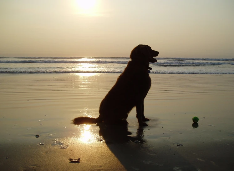 the dog is looking up at the sun set
