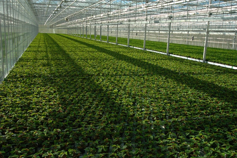 a po of a large greenhouse with lots of green plants inside