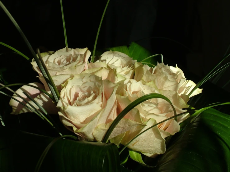 flowers are shown here with leaves around them