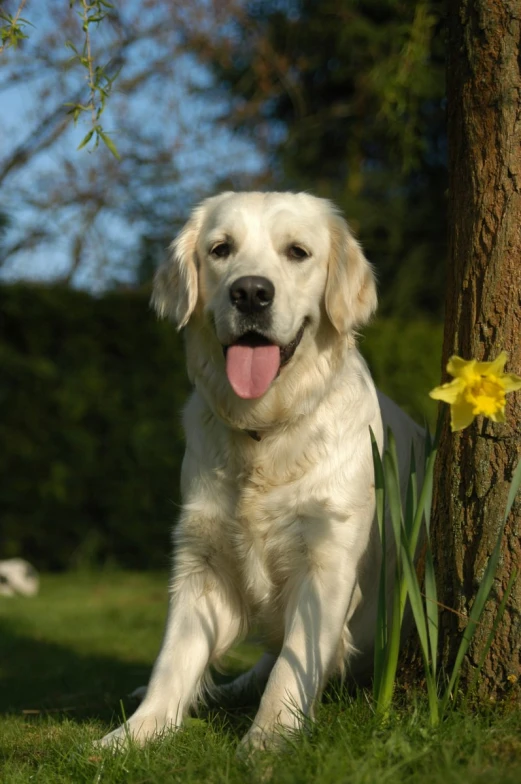 a dog sitting near a tree panting