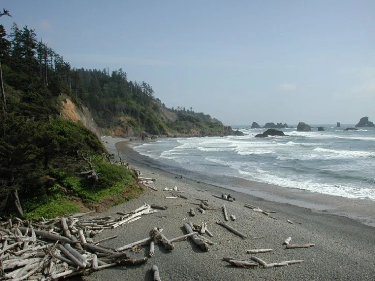 a beach that has lots of tree nches on it