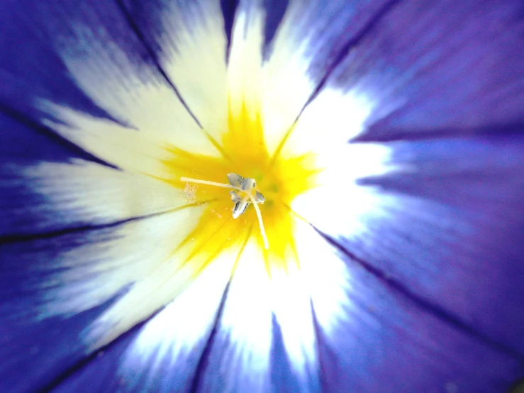 a blue flower with yellow inside, with light in the center