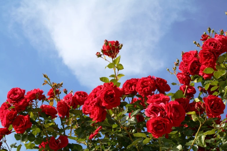 a red rose bush with lots of leaves and buds