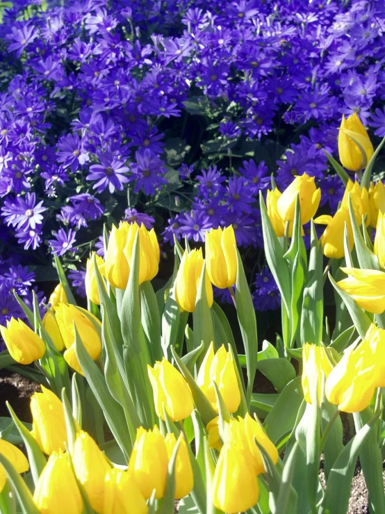 several yellow tulips are growing in a flower garden