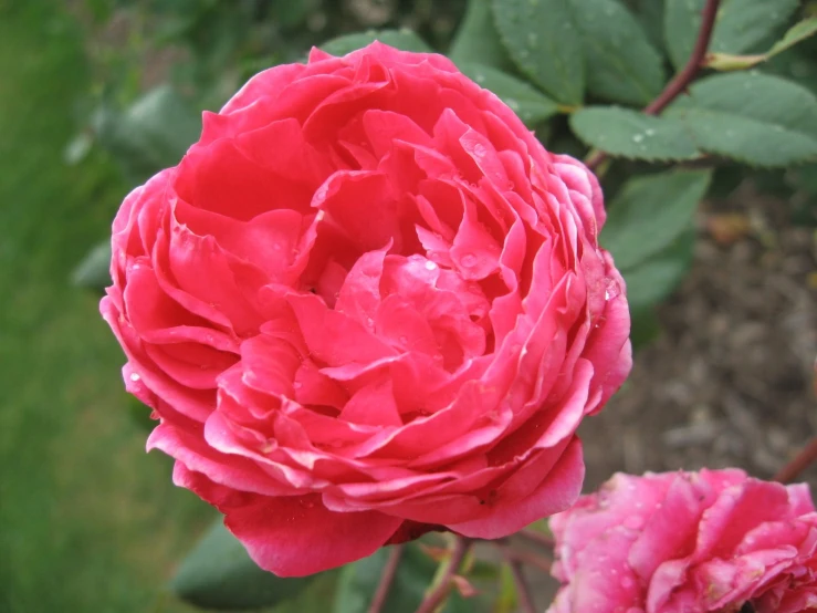 a pink rose in the middle of a garden