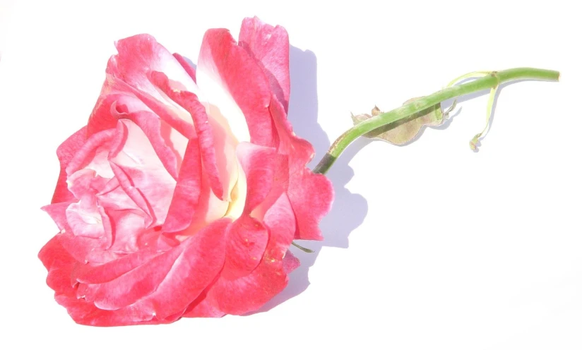 closeup of a single flower on white background